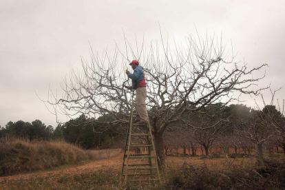 Un fruticultor de Las Cadereches en pleno proceso de poda invernal para asegurarse una buena producción en cuanto llegue la cosecha.-ECB
