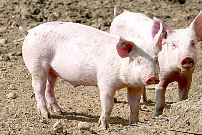 Las granjas de porcino son las más afectadas por el plan. - UNIÓN DE UNIONES
