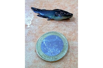 El tamaño del pez comparado con un euro.-L D F.