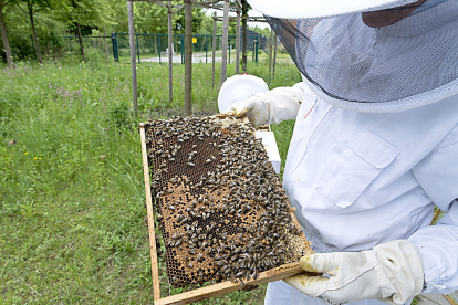 Un apicultor examina el estado de un panal de abejas. PQS / CCO