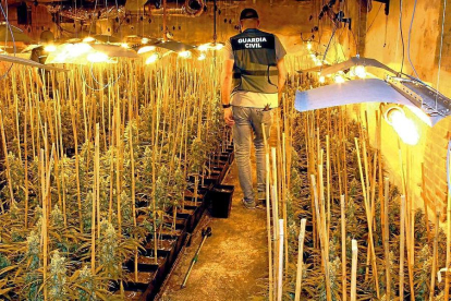 Un agente de la Guardia Civil inspecciona la plantación de marihuana ‘indoor’ encontrada en Mucientes.-GUARDIA CIVIL