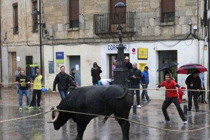 La localidad de Astudillo (Palencia) celebra el encierro del Toro Enmaromado 2015, conocido como Toro del Pueblo, que desde el pasado año cumple con la normativa y está reconocido como espectáculo taurino tradicional.-ICAL