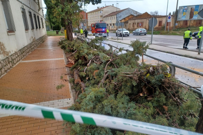 Corte de un árbol por riesgo de desprendimiento en Medina de Rioseco. -BOMBEROS DIPUTACIÓN