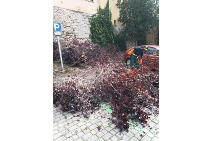 Retirada de varios árboles por peligro de caída en Peñafiel. -BOMBEROS DIPUTACIÓN