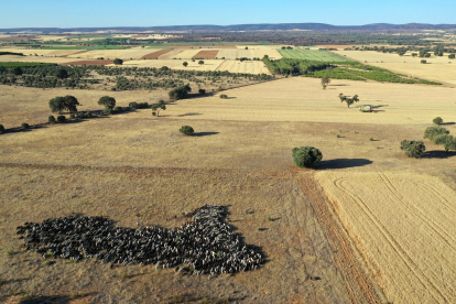 Traslado de 2000 ovejas desde Tábara a Fontanillas de Castro por falta de comida provocada por los incendios en la provincia de Zamora.- ICAL