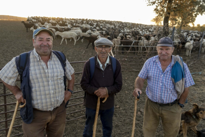 Traslado de 2000 ovejas desde Tábara a Fontanillas de Castro por falta de comida provocada por los incendios en la provincia de Zamora.- ICAL