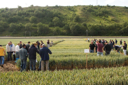 Un grupo de agricultores observa el estado de un campo de cereal.- GERARDO GONZÁLEZ