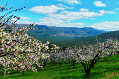 Los almendros ya están en flor en Poza de la Sal y en el Valle de las Caderechas los cerezos alcanzarán su máximo esplendor hacia finales de abril. / ENRIQUE RIVERO / DIPUTACIÓN DE BURGOS