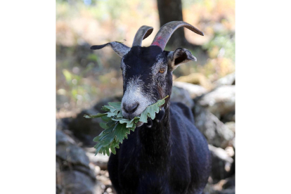 La cabra Verata se alimenta de «todo tipo de comida» que se encuentra en su hábitat natural.-ICAL