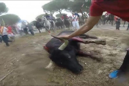 Imagen del último festejo del Toro de la Vega con el animal ya muerto-E. M.