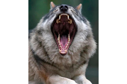 Dentadura del lobo ibérico. | EL MUNDO