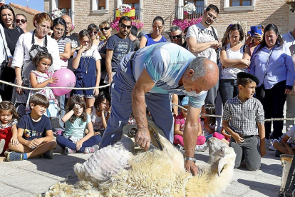 Esquilado de la oveja con tijeras ayer en la XI Feria de Oficios de Villanueva de Duero.-J.M. LOSTAU