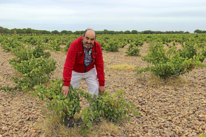 El viticultor Javier Sanz Cantalapiedra sujeta las hojas de un verdejo prefiloxérico con más de 150 años situado en el Pagodel Saltamontes, en el corazón vitícula de La Seca (Valladolid)-I.M.