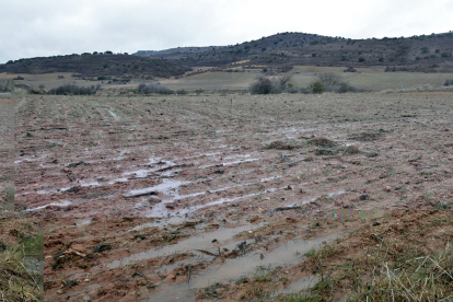 El agua alivia los campos de cereal en la comarca de Soria.-MARIO TEJEDOR