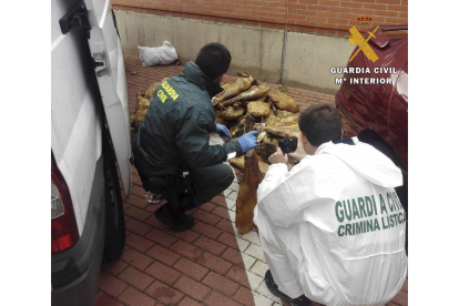 La Guardia Civil de Salamanca inmoviliza más de 200 productos cárnicos por transporte de forma irregular-Ical