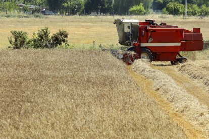 Una cosechadora en plena tarea de recolección de cereal recorre una explotación agrícola de la comarca leonesa de Ponferrada. CÉSAR SÁNCHEZ / ICAL