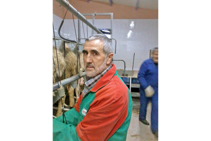Marcelino Lobo, de la UCCL, ordeñando ovejas en su explotación de Aguilar de Campos.-E.M.