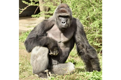 El gorila Harambe, en una imagen facilitada por el zoo de Cincinatti.-EFE