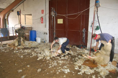 Labores de esquileo en la granja de la localidad de Olmedo.-AGM