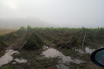Uno de los cultivos, totalmente destruido por las lluvias torrenciales y las piedras que han caído estos días.-UPA-COAG