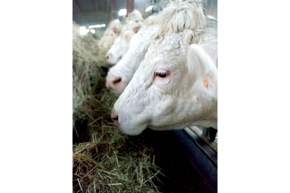Vacas se alimentan en el pesebre de un cebadero en una explotación ganadera. -  PQS / CCO
