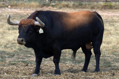 Toros de Antonio Bañuelos con los que el ganadero burgalés debuta en la plaza de Valladolid. -E.M.