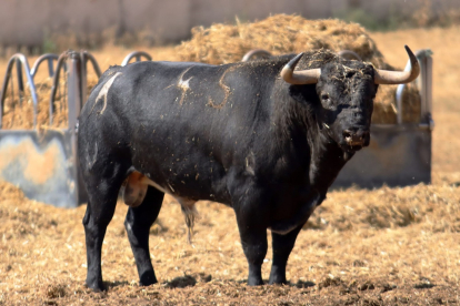 Toros de Antonio Bañuelos con los que el ganadero burgalés debuta en la plaza de Valladolid. -E.M.