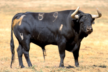 Toros de Antonio Bañuelos con los que el ganadero burgalés debuta en la plaza de Valladolid. -E.M.