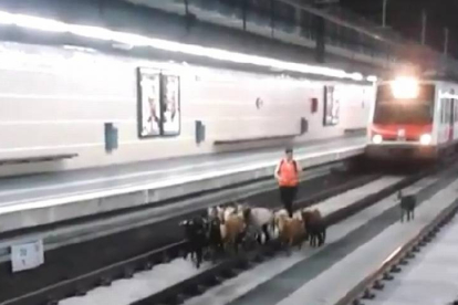 Imagen del vídeo de Instagram que graba a las cabras paseando por las vías del tren.-Foto: INSTAGRAM / emartinborregon