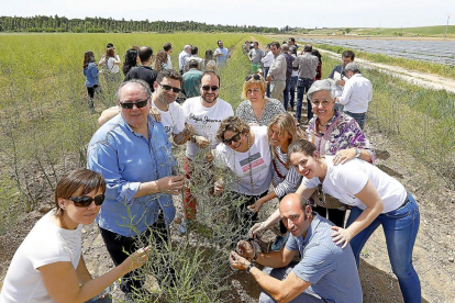 Un grupo de cocineros y otros participantes ayer, durante una visita a uno de los campos de cutivo de espárragos de Tudela de Duero.-J.M. Lostau