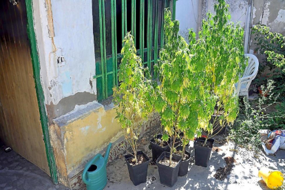 Plantas de marihuana halladas junto a 256 macetas recolectadas.-POLICÍA NACIONAL