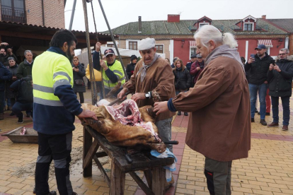 Fiesta del mondongo, matanza del cerdo en Matapozuelos. PHOTOGENIC