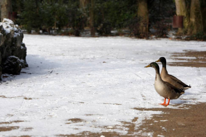 Dos patos en un parque de Valladolid, tras la nieve caída a primera hora de la mañana-Ical
