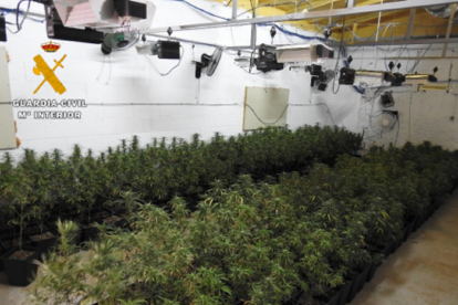 La Guardia Civil desmantela una plantación de marihuana en Valladolid. E.M.