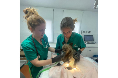 Dos veterinarias de la red de centros de recuperación de animales silvestres de la Junta atienden al osezno encontrado en Colinas del Campo de Martín Moro. -E. M.