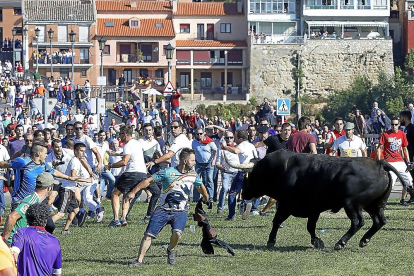 ‘Zamorano’, uno de los últimos lanceros vencedores del torneo original, cita al astado en la última edición del Toro de la Vega, el pasado 11 de septiembre.-J.M. LOSTAU