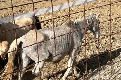 PACMA denuncia ante la Guardia Civil la presencia de caballos malnutridos y un cadáver en una explotación ganadera de Bercero, en Valladolid. -PACMA