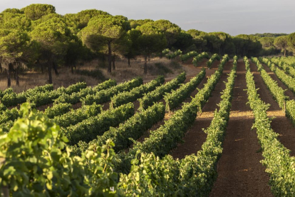 Imagen de las plantaciones de la bodega en la localidad vallisoletana de Pollos donde se cultiva la variedad autóctona de la uva verdejo-EL MUNDO