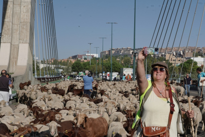 Trashumancia por la ciudad de Valladolid de unas 2.000 ovejas y cabras que discurren desde los Picos de Europa a la Sierra de Guadarrama. -ICAL