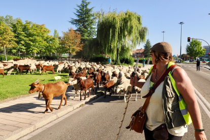 Un rebaño de 2.000 ovejas atraviesa Valladolid para llegar a Madrid. -PHOTOGENIC