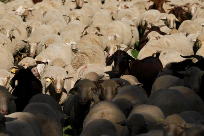 Un rebaño de 2.000 ovejas atraviesa Valladolid para llegar a Madrid. -PHOTOGENIC