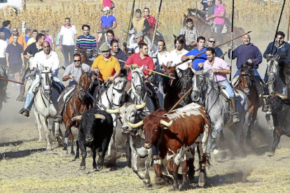 Un grupo de caballistas conduce a la manada ayer, en el recorrido campero del encierro mixto de Aldeamayor de San Martín.-J. M. Lostau