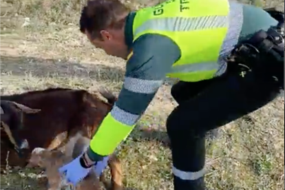 Un Guardia Civil asiste a un parto de una cabra en una carretera de Valladolid. / G. CIVIL
