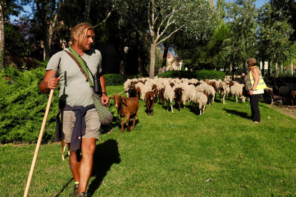 Rubén Gutiérrez, un pastor trashumante con 2.000 ovejas que atraviesa Valladolid para llegar a Madrid. -PHOTOGENIC