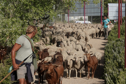 Trashumancia por la ciudad de Valladolid de unas 2.000 ovejas y cabras que discurren desde los Picos de Europa a la Sierra de Guadarrama. -ICAL