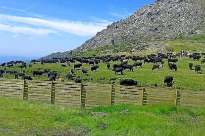 Vacas pastando en Navalcán (Toledo) antes de retornar a los agostaderos de Gredos.-A.G.