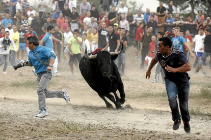 'Elegido’, el Toro de la Vega de 2014, persigue a dos corredores en la última edición del torneo.-Pablo Requejo