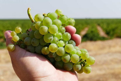 En la imagen, un manojo de verdejo, uva autóctona de esta comarca castellana que se ha convertido en todo un emblema.-D. O. RUEDA