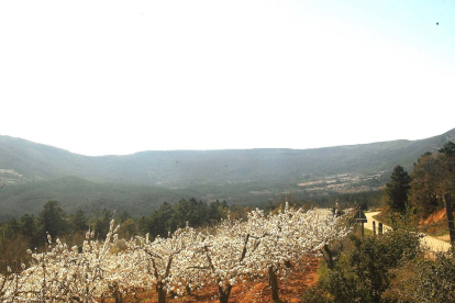 La floración de los cerezos en el Valle de las Caderechas es un espectáculo visual que cada año atrae a un sinfín de visitantes y artistas que no dudan en inmortalizar el paisaje. / G. G.