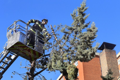 Bomberos intervienen para retirar ramas por fuertes vientos.-E. M.